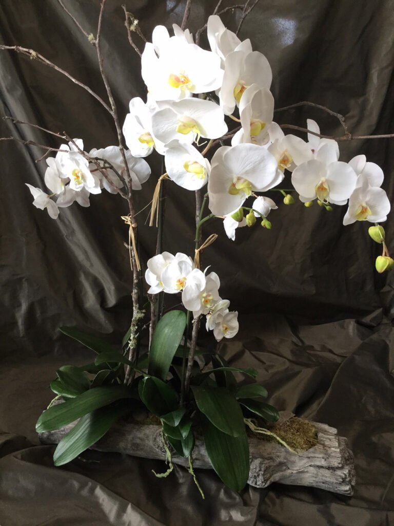 White Silk Orchids